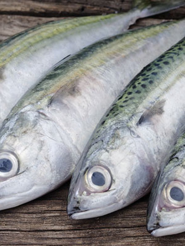 Cold Water Fish