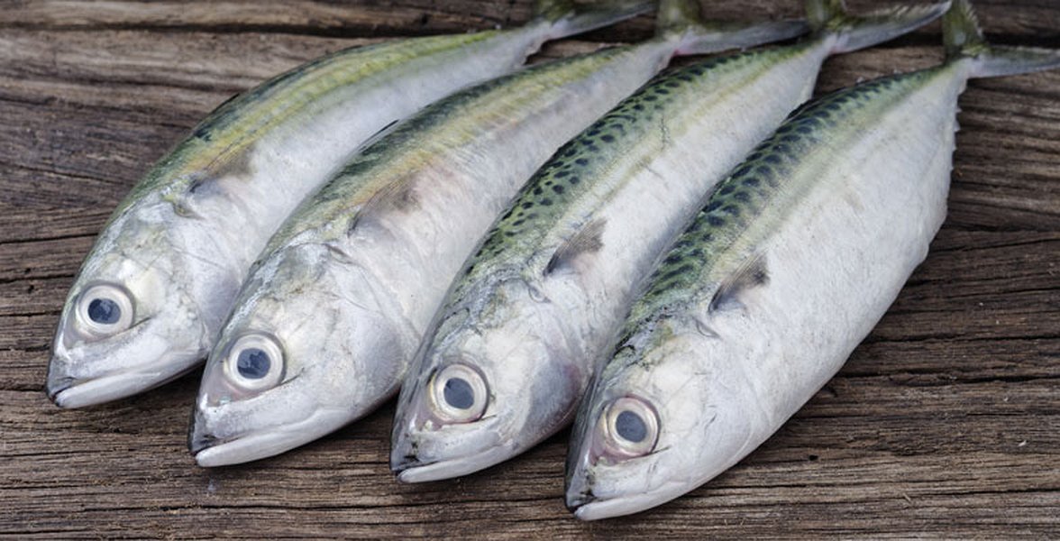 Cold Water Fish