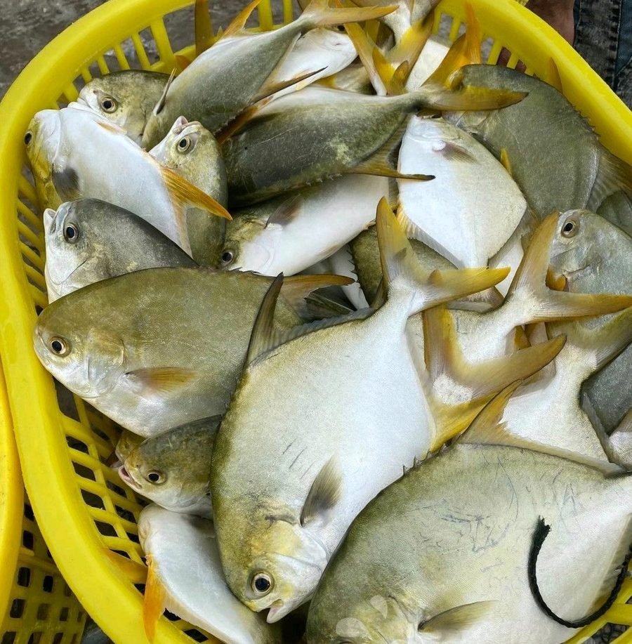 Golden pomfret