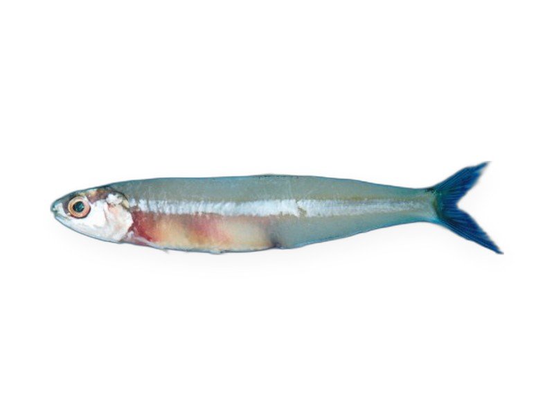 Anchovy