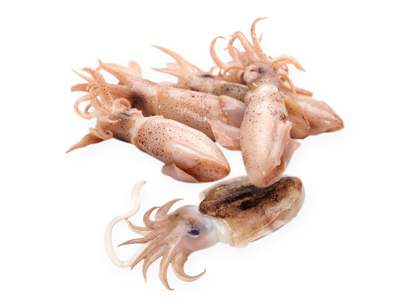 Baby Cuttlefish & Baby Squid