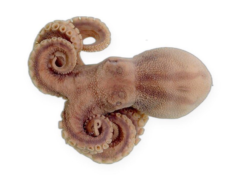 Baby Octopus