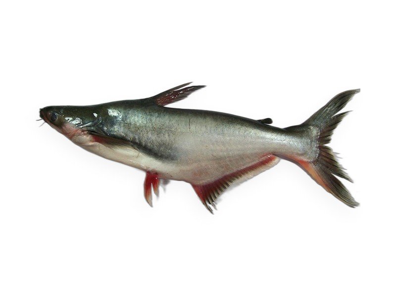 Catfish / Basa