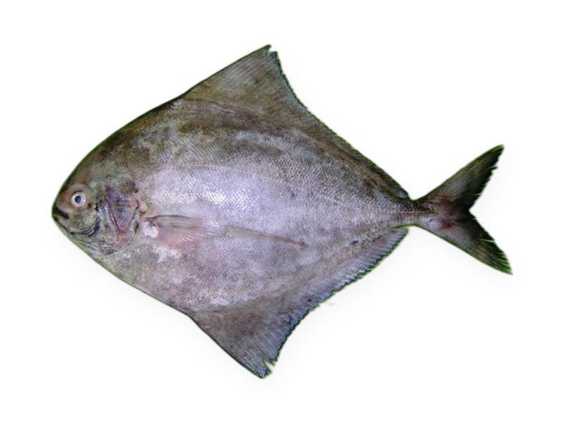 Black Pomfret
