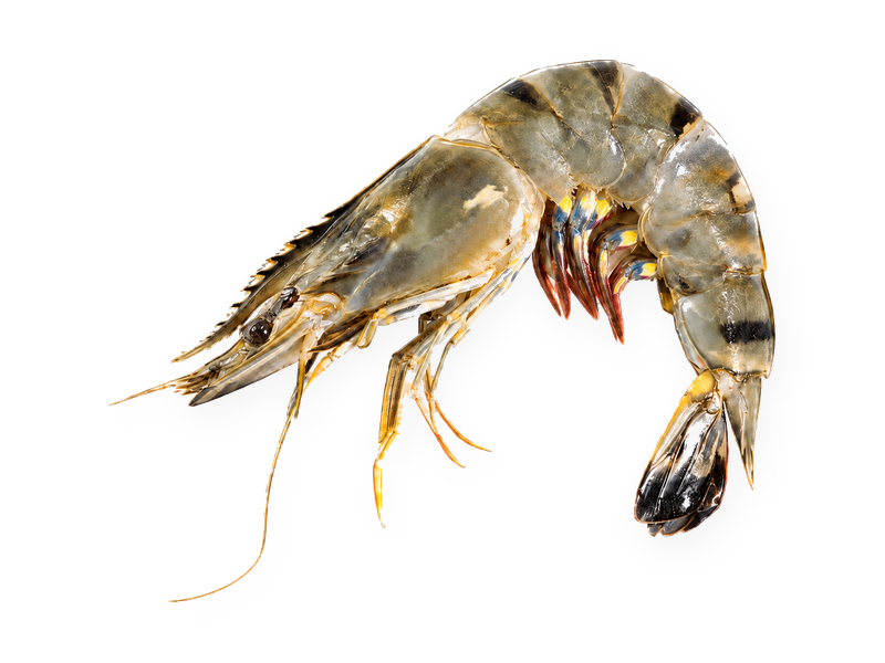 Black Tiger Shrimp