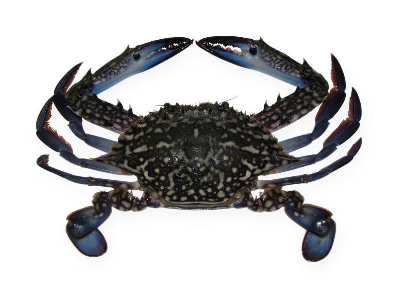 Blue Swimming Crab
