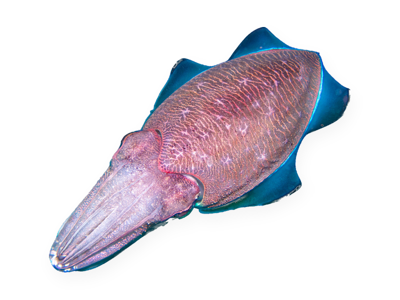 Cuttlefish