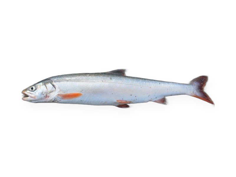 Arctic Char