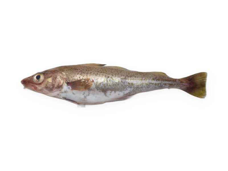 Atlantic Cod