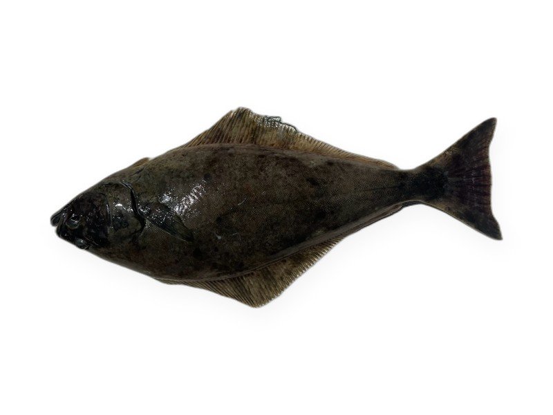 Halibut