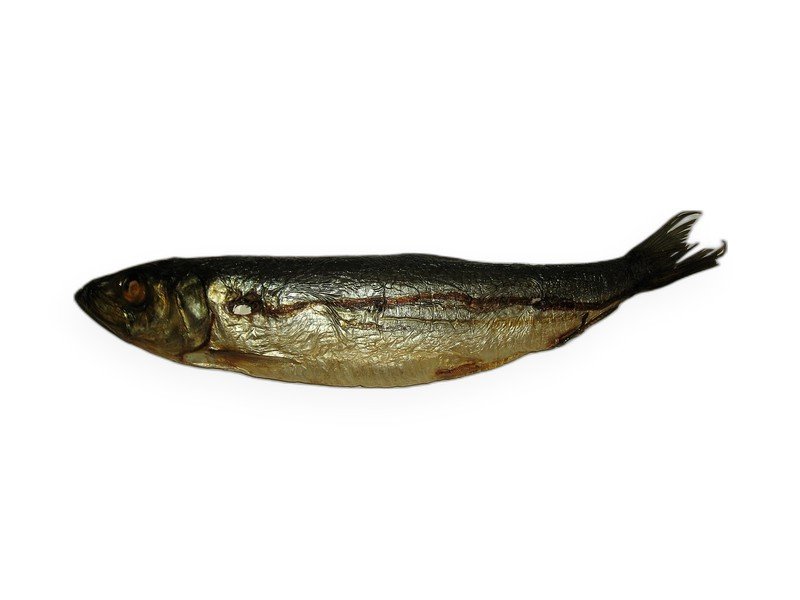 Herring