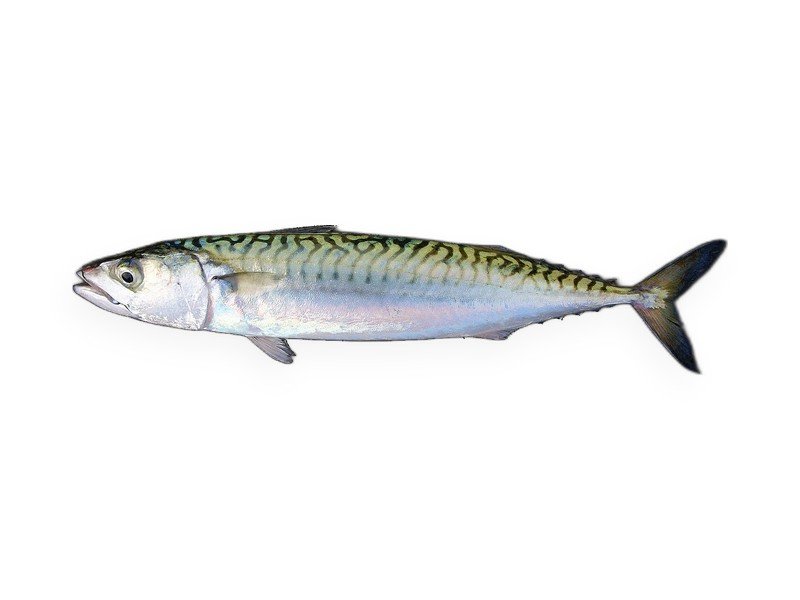 Atlantic Mackerel