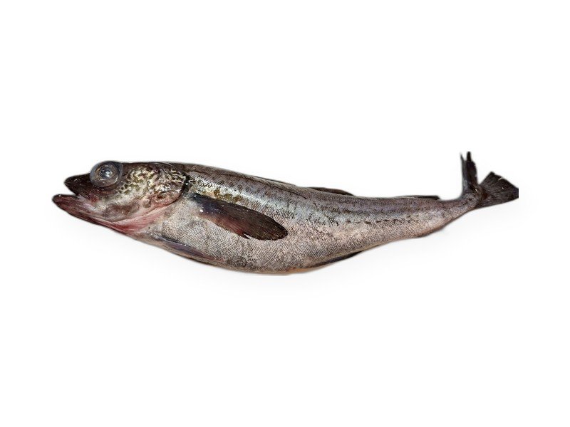 Alaska Pollock