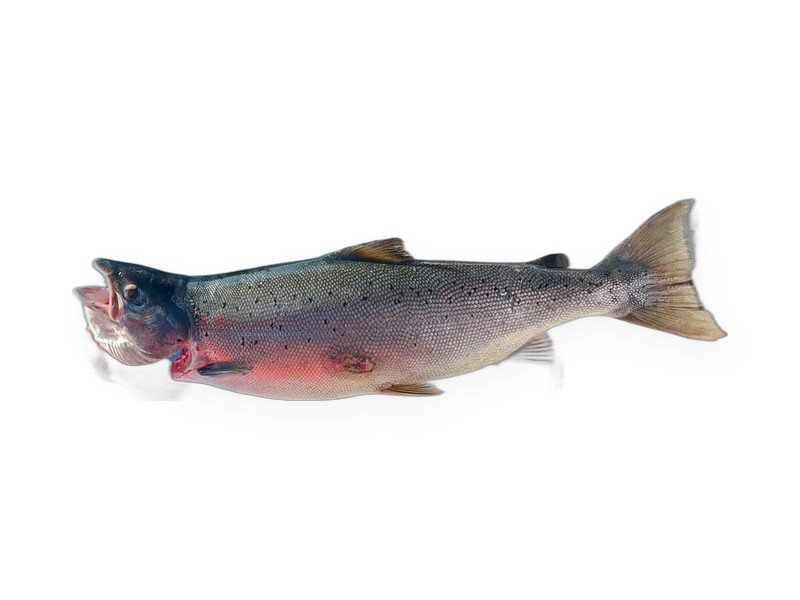 Atlantic Salmon