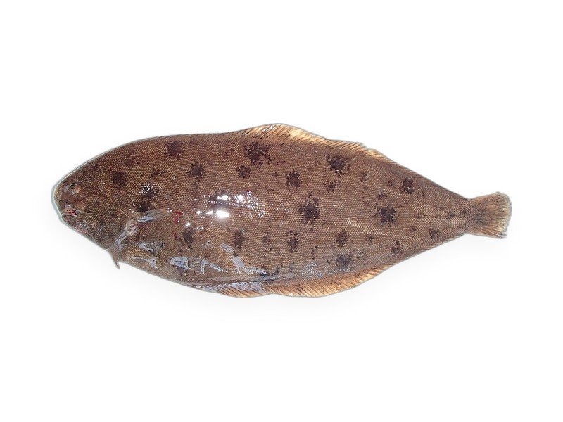 Sole & Flounder
