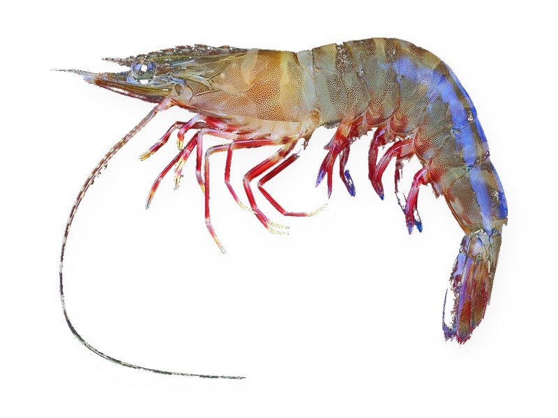 Flower Shrimp
