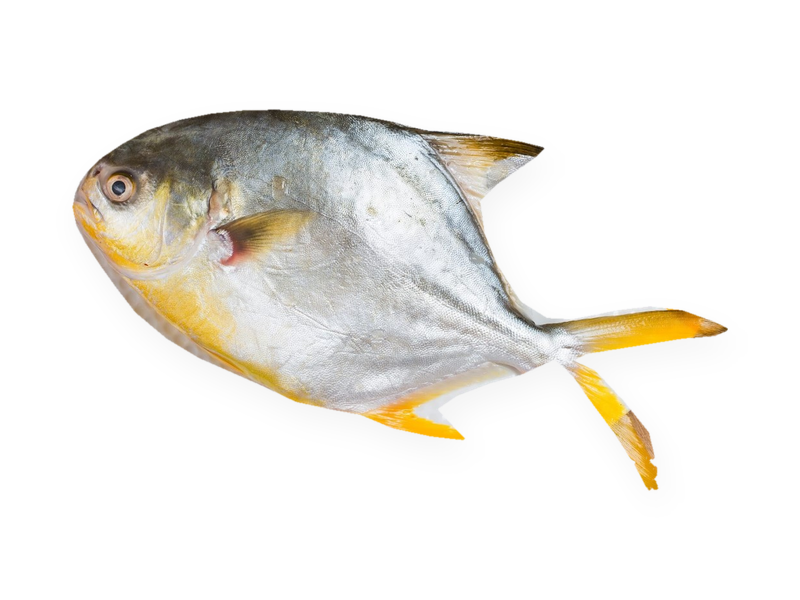 Golden Pomfret (Pompano)