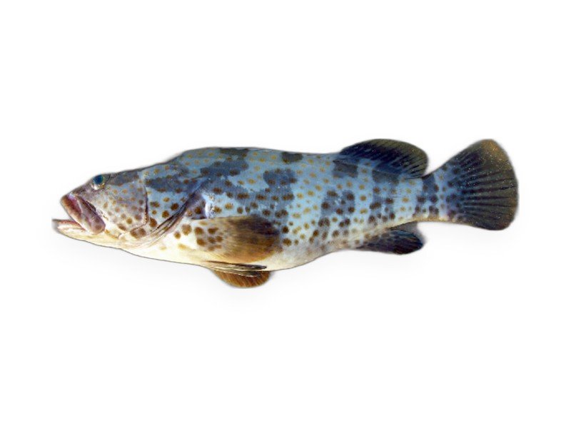 Grouper