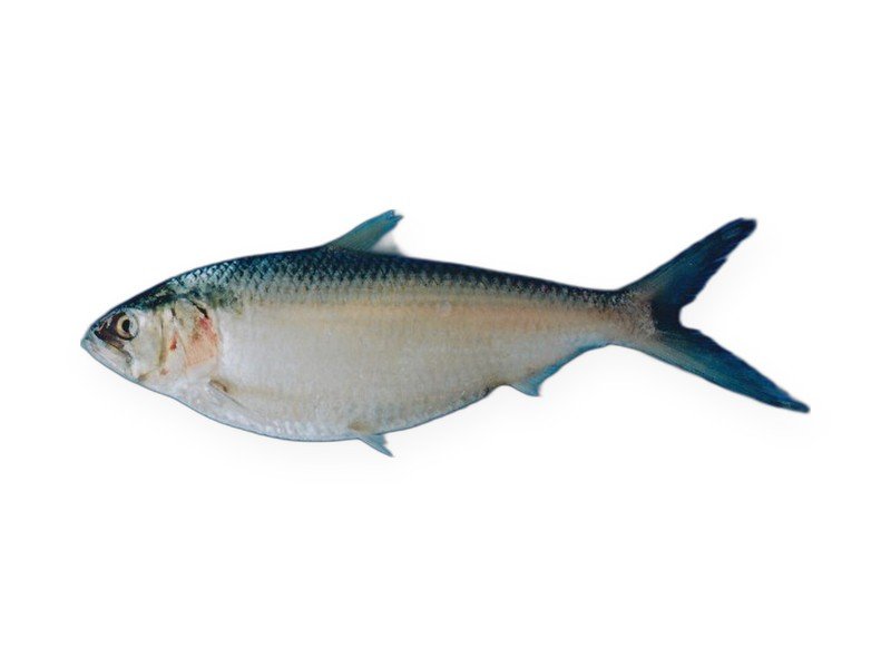 Hilsa