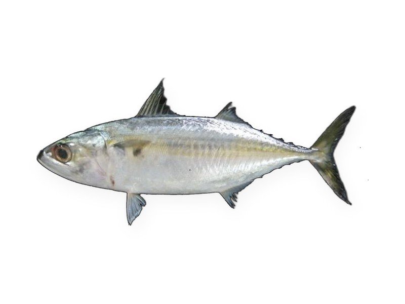 Indian Mackerel