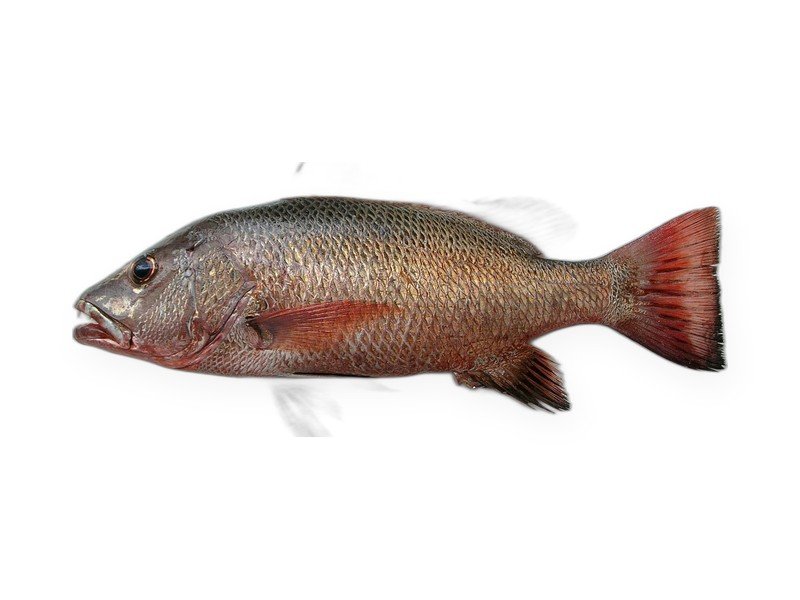 Red Snapper