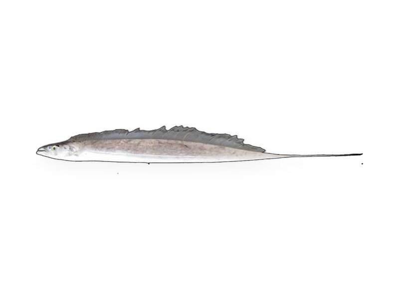 Ribbon Fish