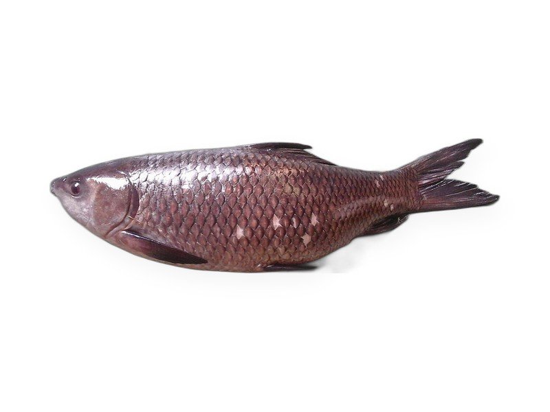 Rohu