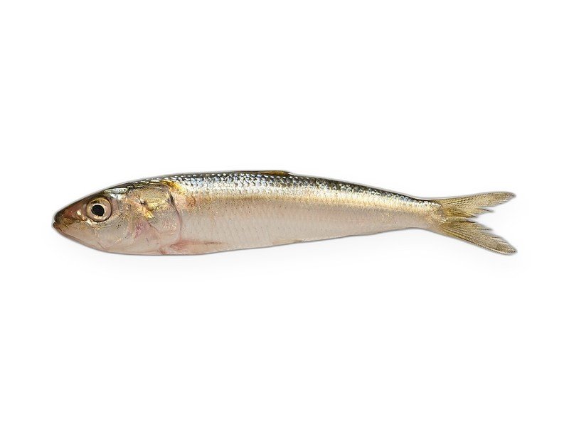 Sardines