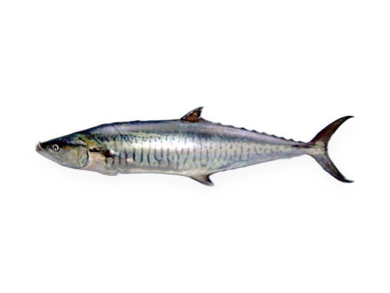 Seer Fish (King Mackerel)