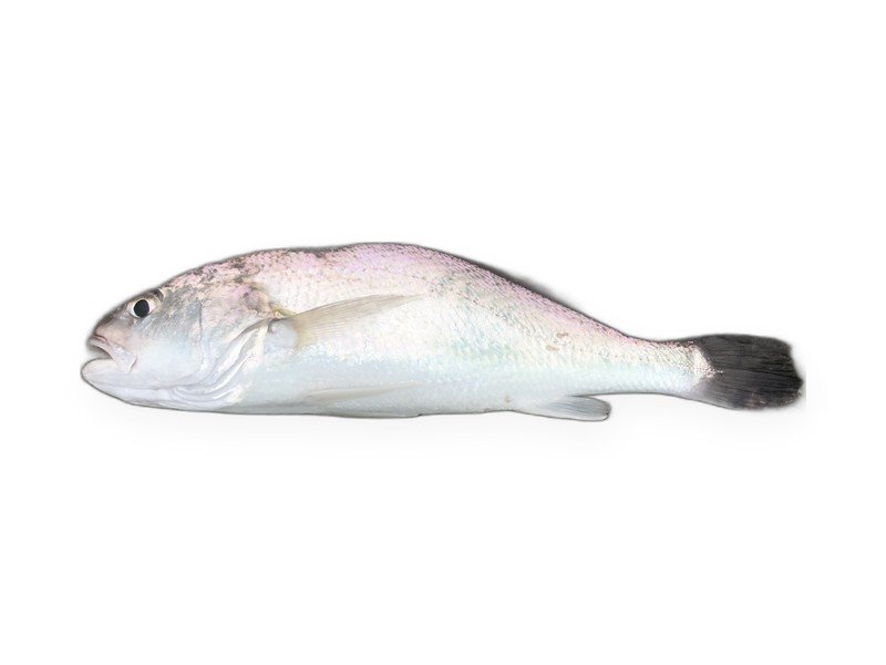 Silver Croaker