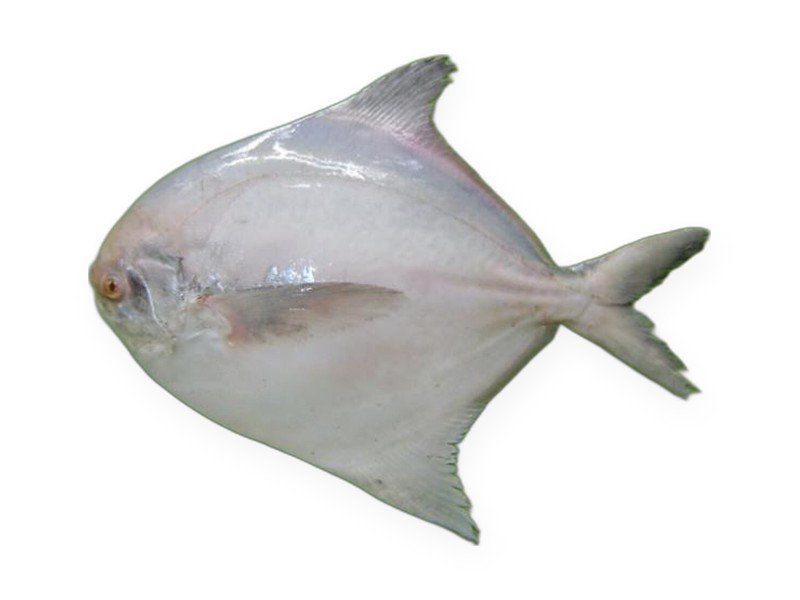 Silver Pomfret