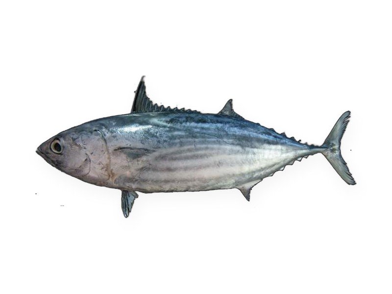 Skipjack Tuna