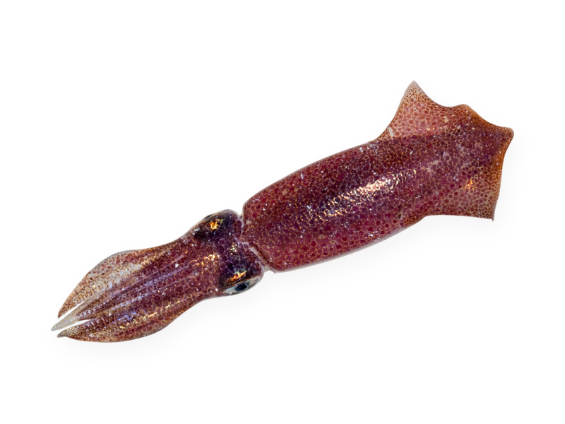 Whole Squid, Block Frozen