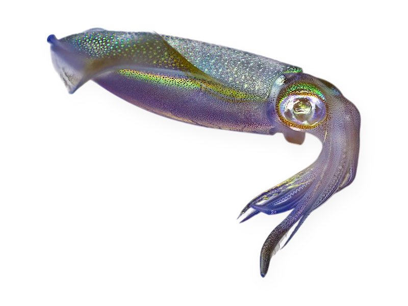 Whole Squid (Thondi), IQF