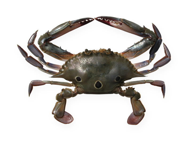 Red Spotted Swimming Crab