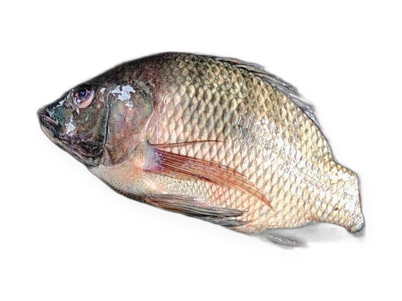 Tilapia