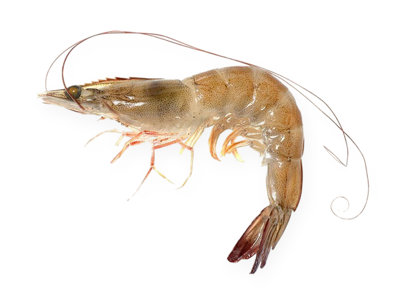 Vannamei Shrimp