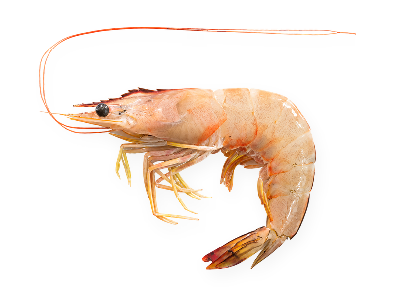 Indian White Shrimp