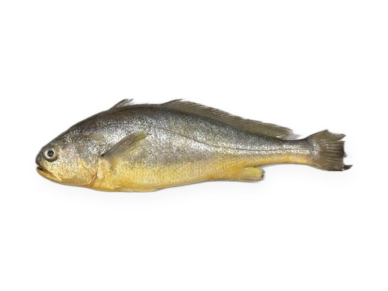 Yellow Croaker