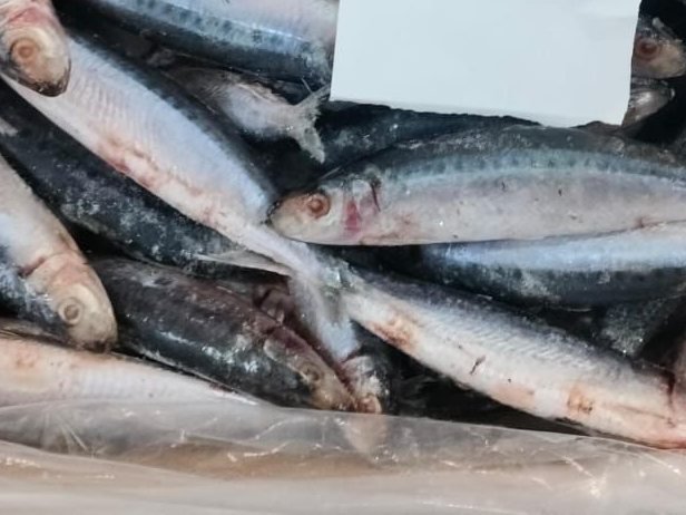 Sardines