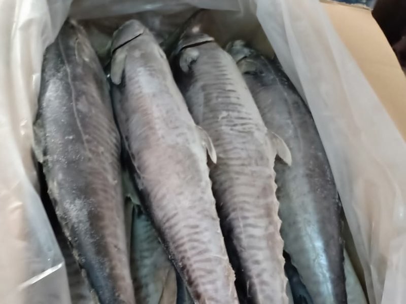 Seer fish whole