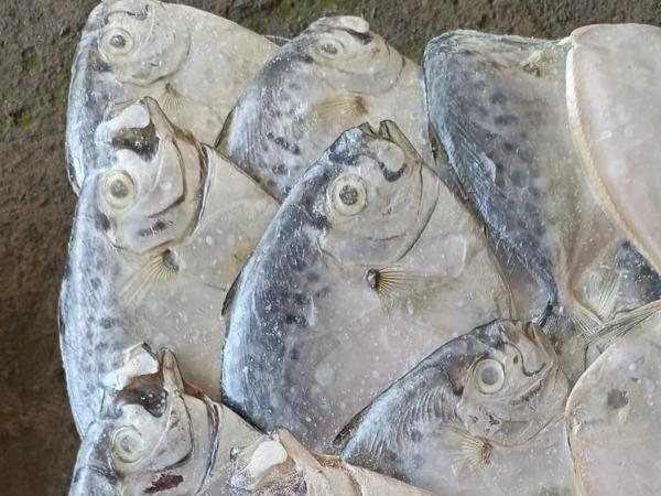 Tropical Fish
